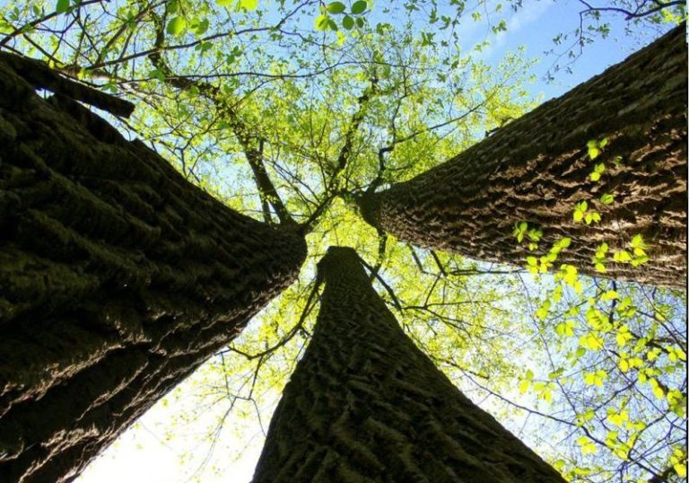 Legno-AHEC