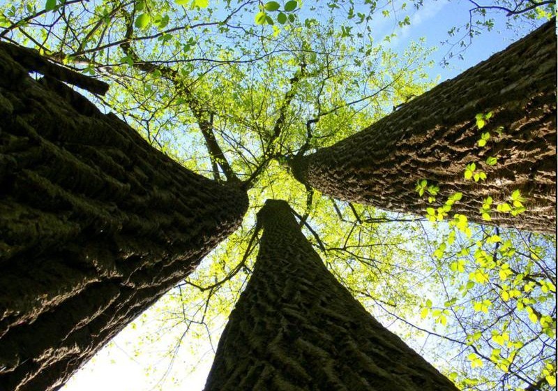 Legno-AHEC