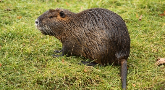 nutria bis