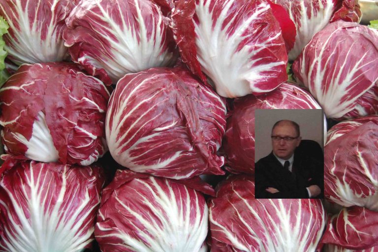 Radicchio Chioggia augusti