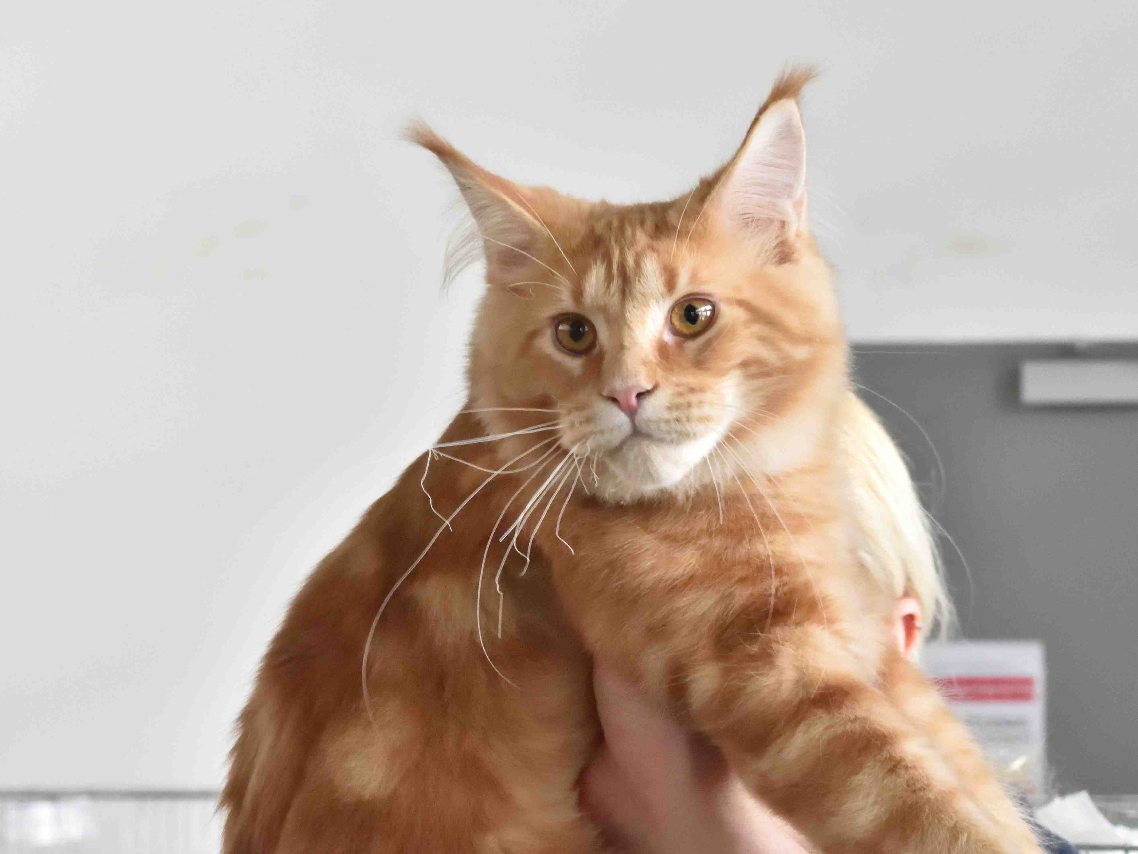 gatto premiato