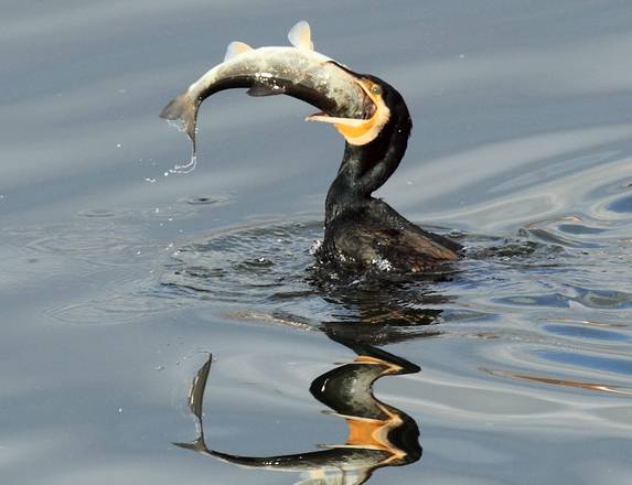 Cormorant hunts fish