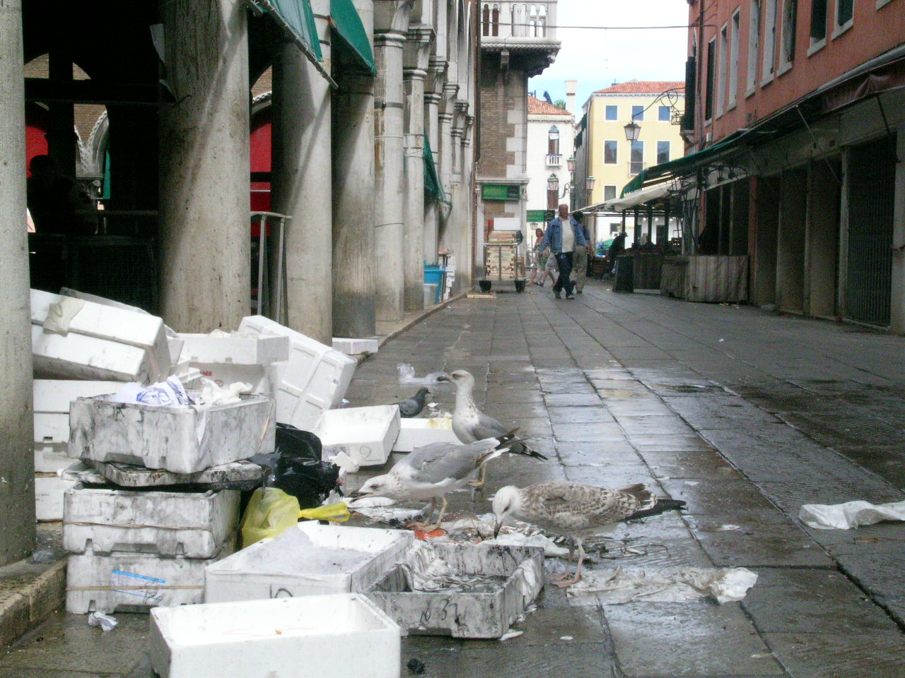 gabbiani venezia uno