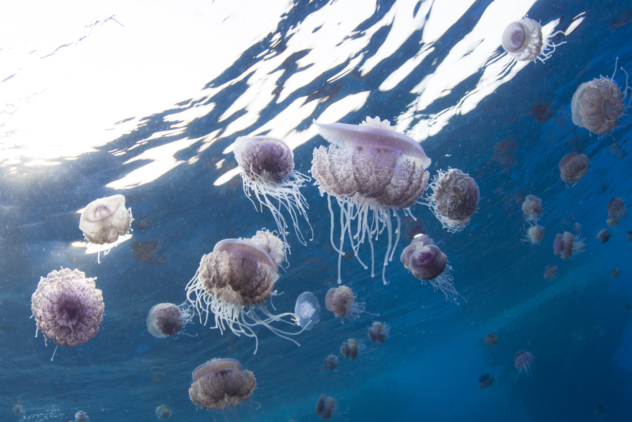 meduse