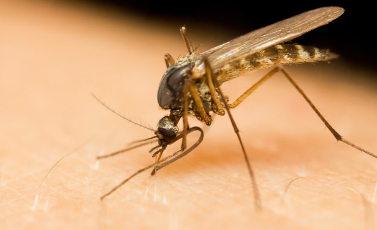 zanzara culexpipiens