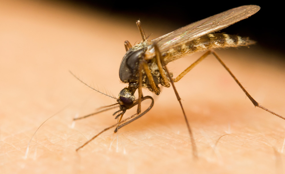 zanzara culexpipiens