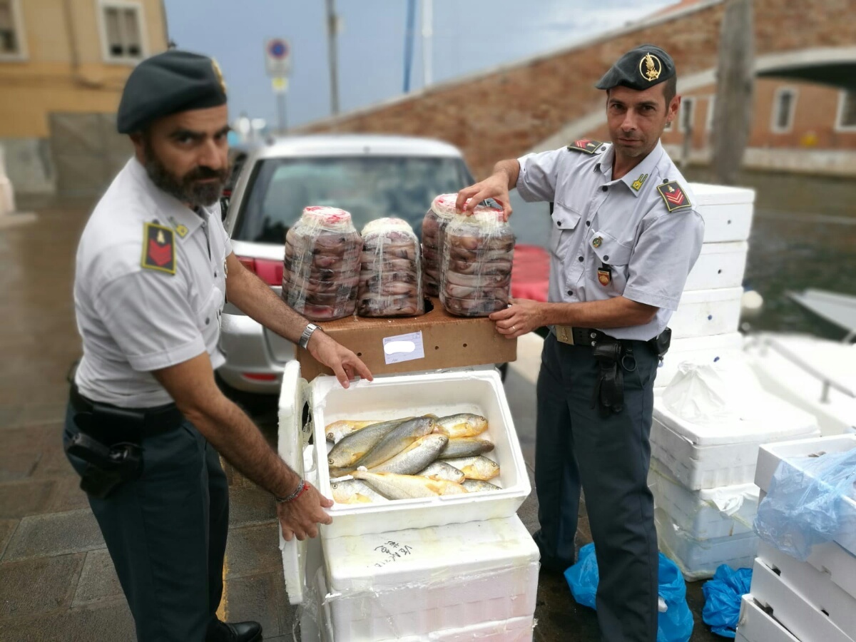 guardia finanza chioggia pesce