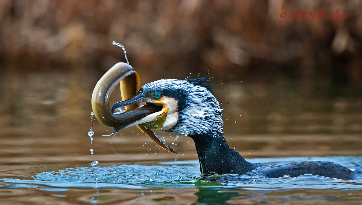 Cormorano_Anguilla_01