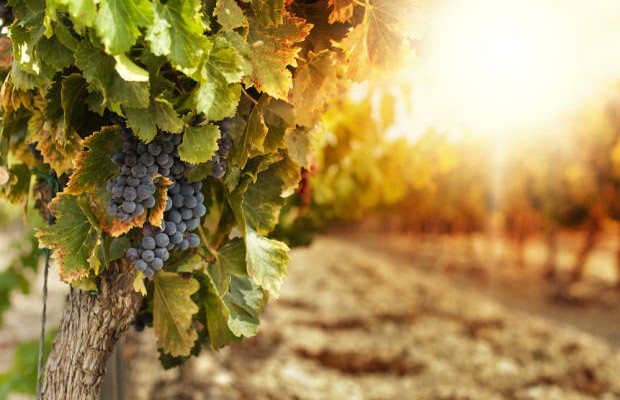 vendemmia