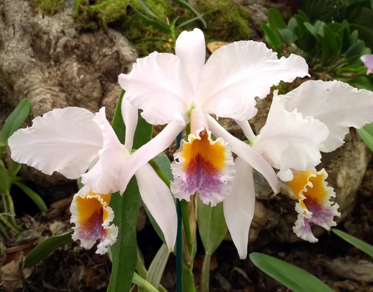 orchidea muse