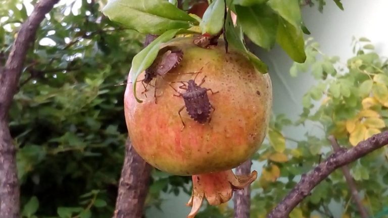 cimice asiatica