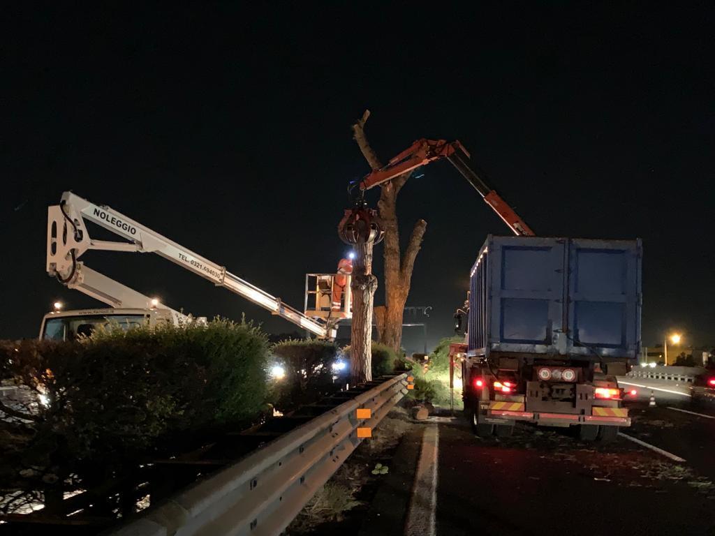 pini autostrada 1