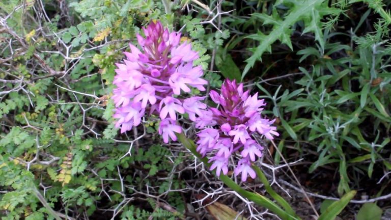 orchidea oasi gaggio