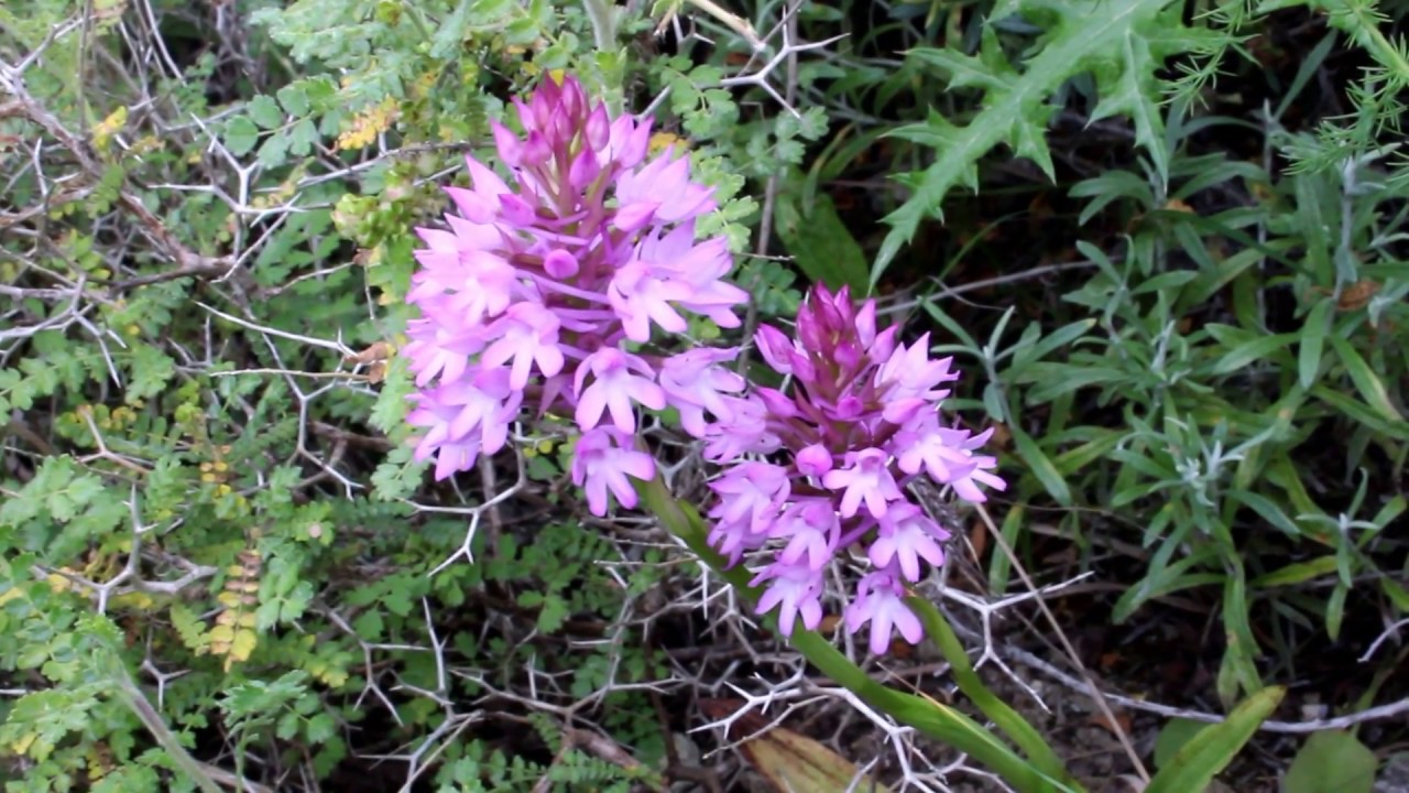 orchidea oasi gaggio