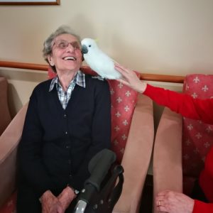 pet therapy pappagalli b