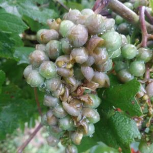 uva dopo grandinata