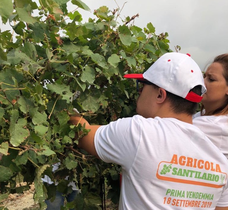 sant'ilario down vendemmia