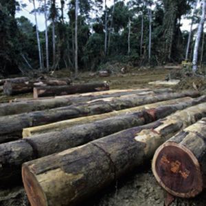 amazzonia deforestazione bis