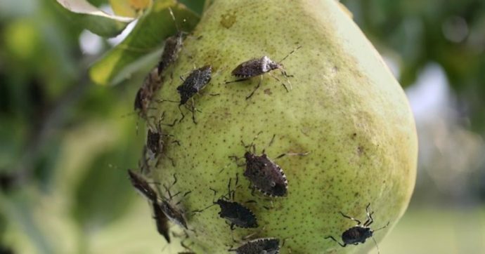 cimice-pere-1200-690x362