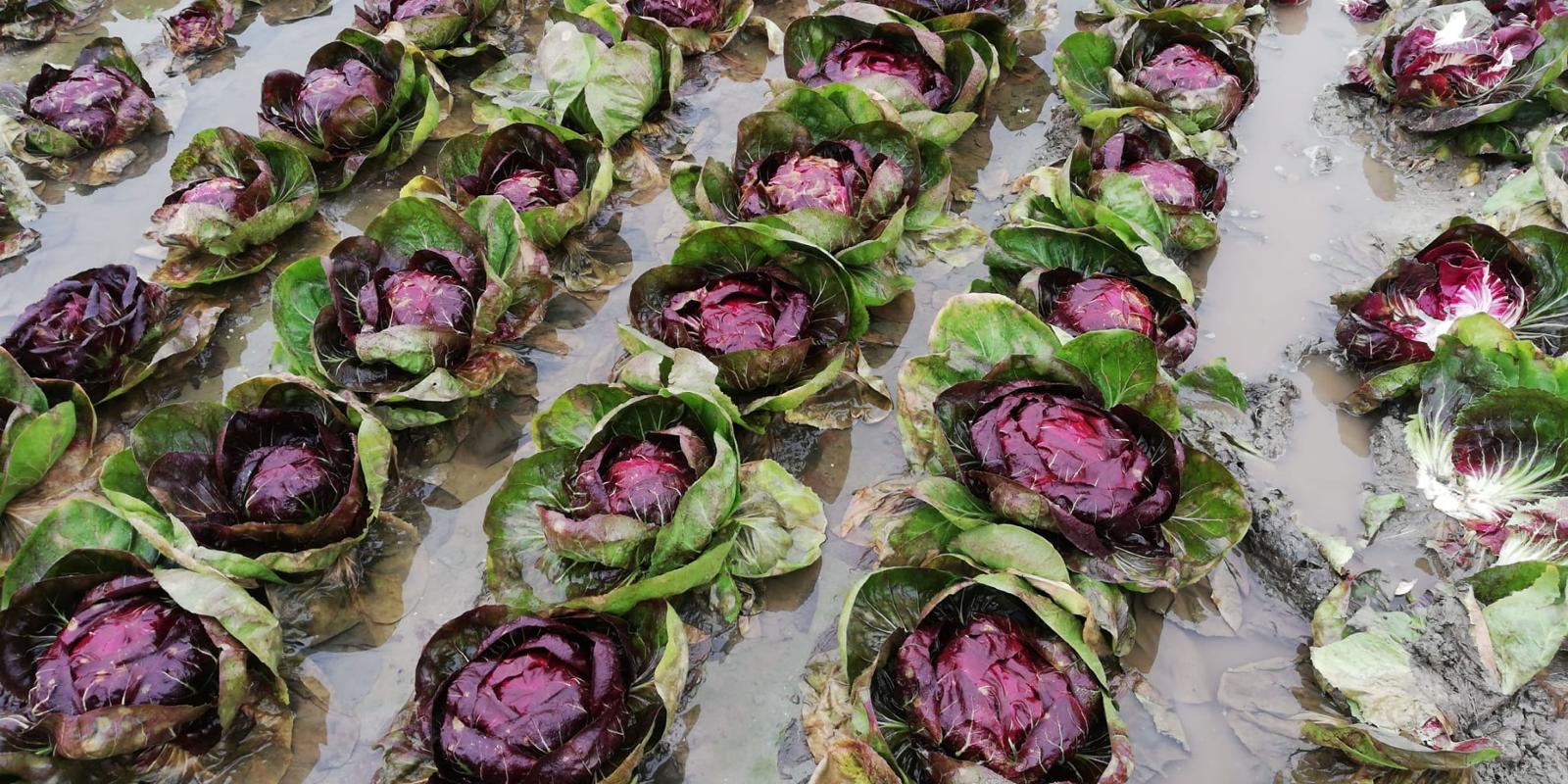 radicchio allagato