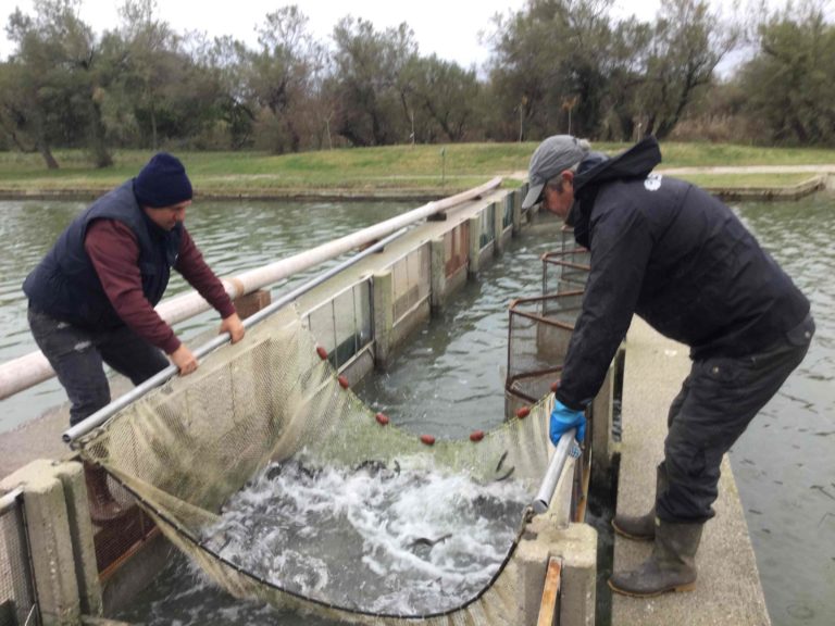 valle da pesca caorle fraima a