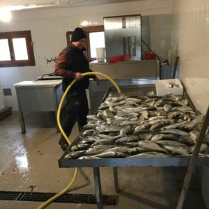 valle da pesca caorle fraima b