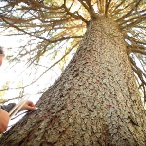 la voce del bosco bis