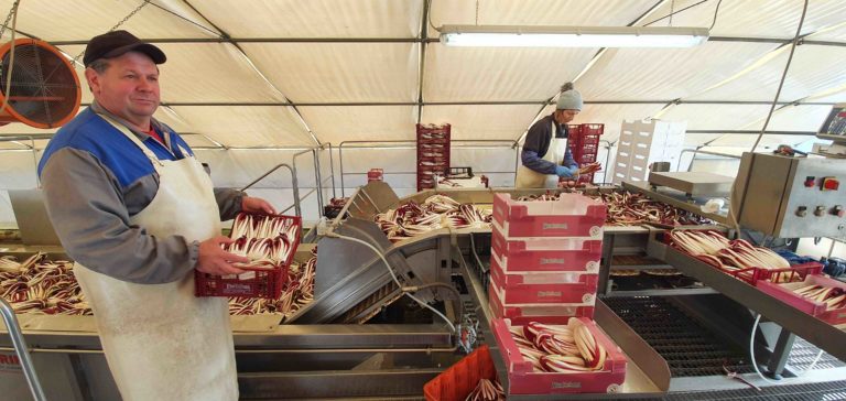 radicchio a