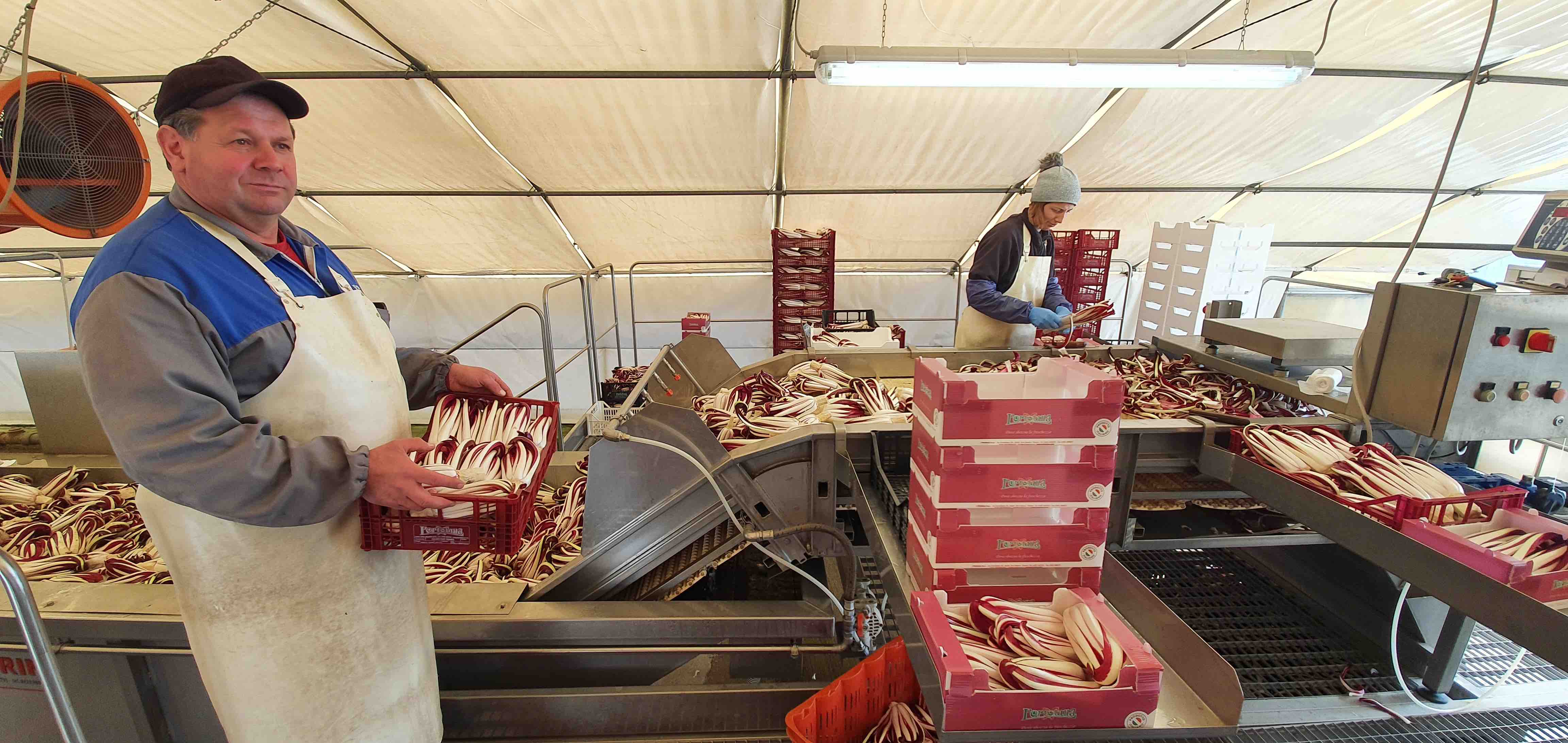 radicchio a