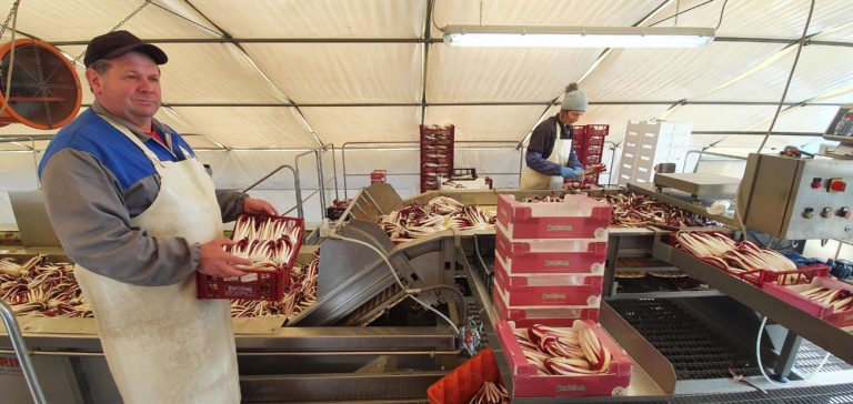 radicchio andrea favaro