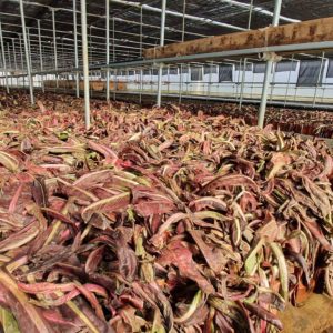 radicchio andrea favaro tre