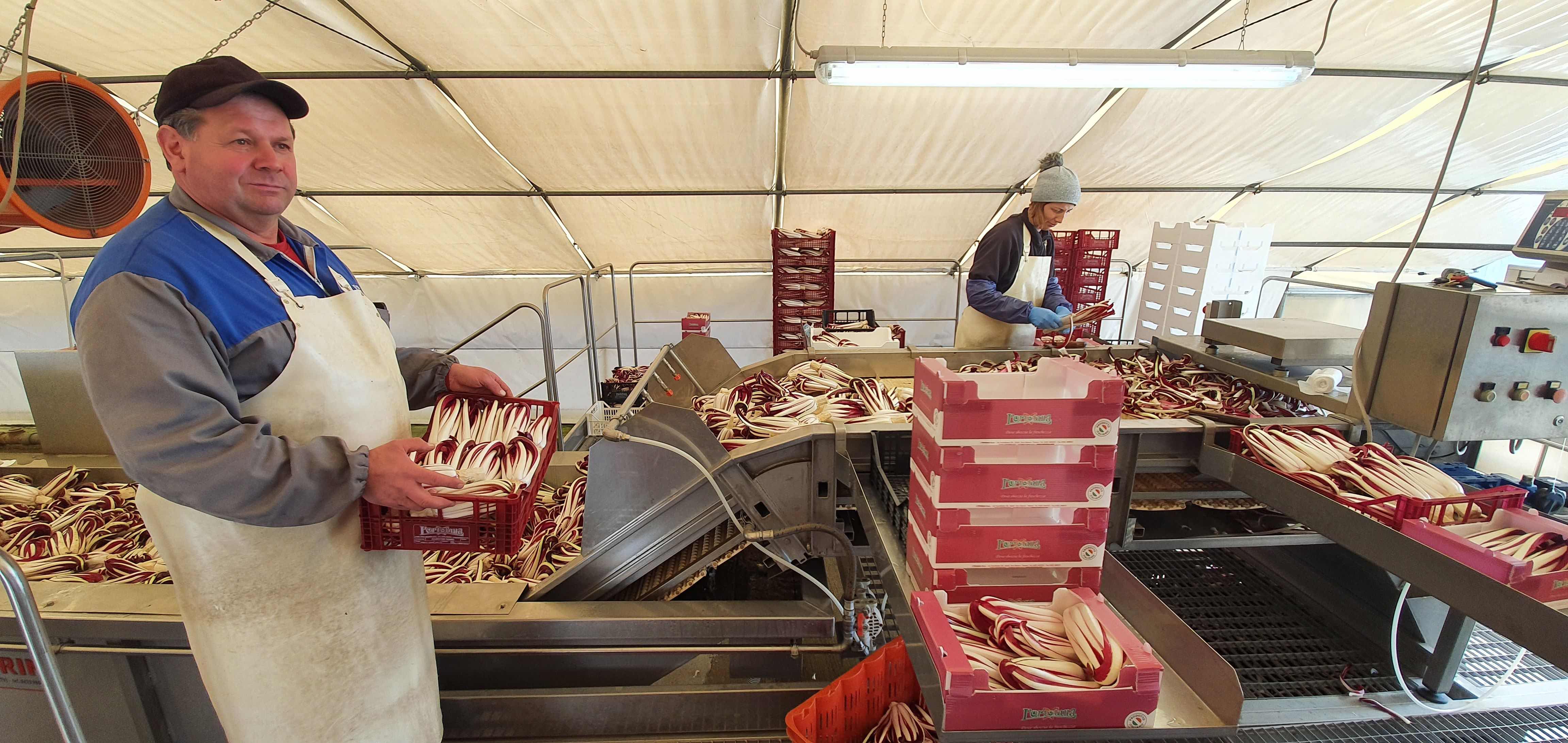 radicchio andrea favaro
