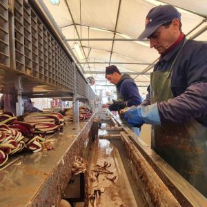 radicchio lavorazione