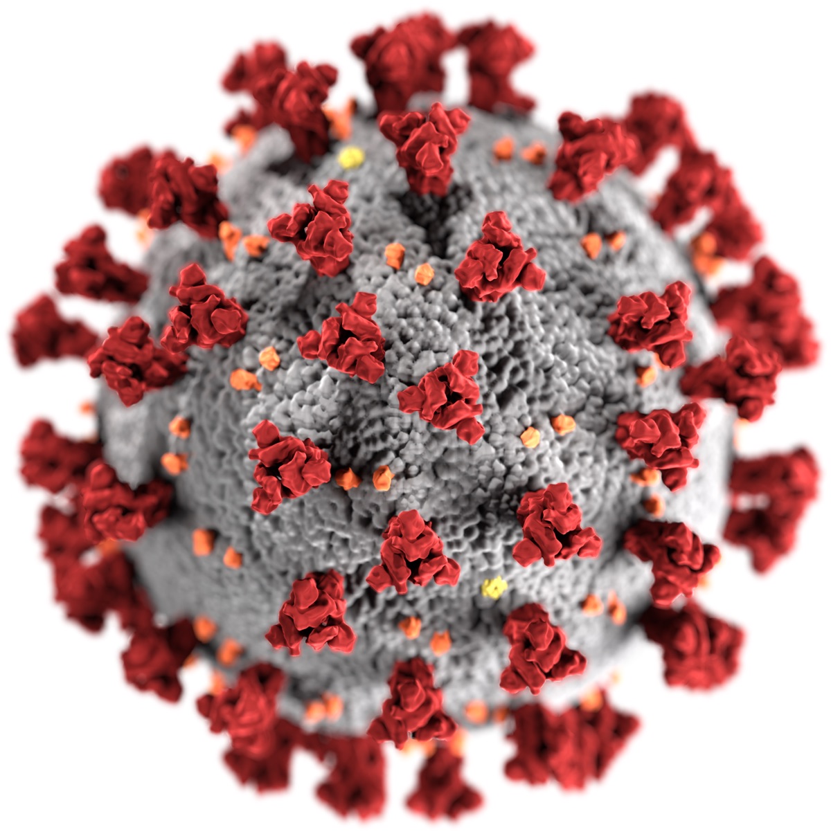 coronavirus quinquies bis
