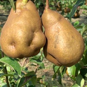 pere