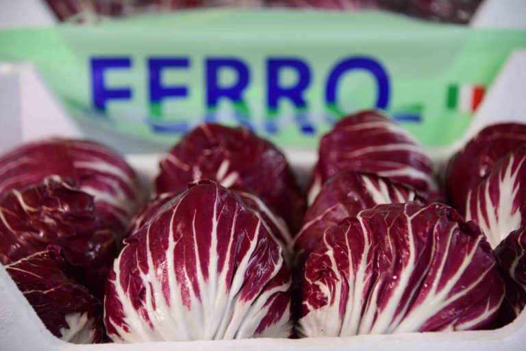 radicchio chioggiotto
