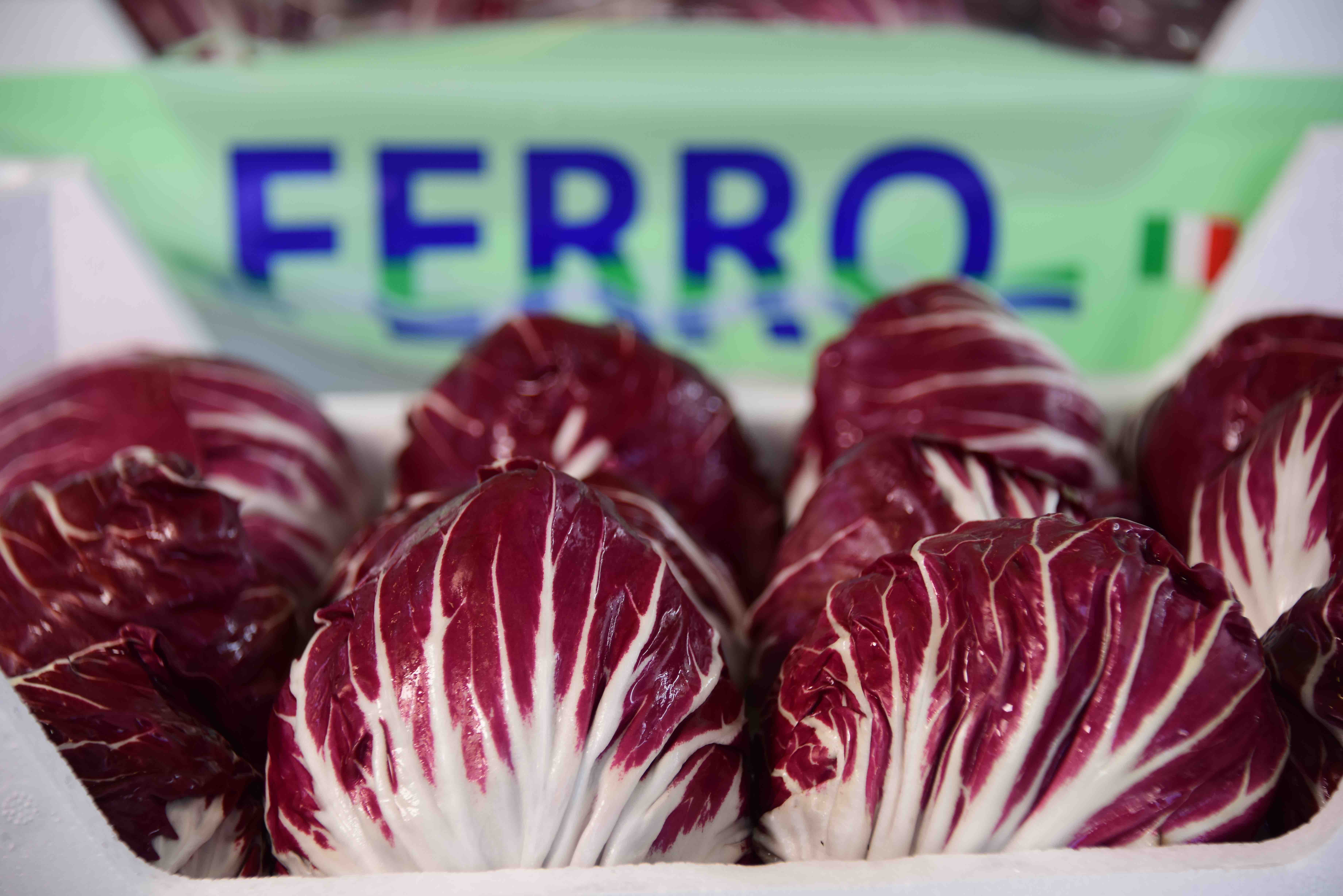 radicchio chioggiotto