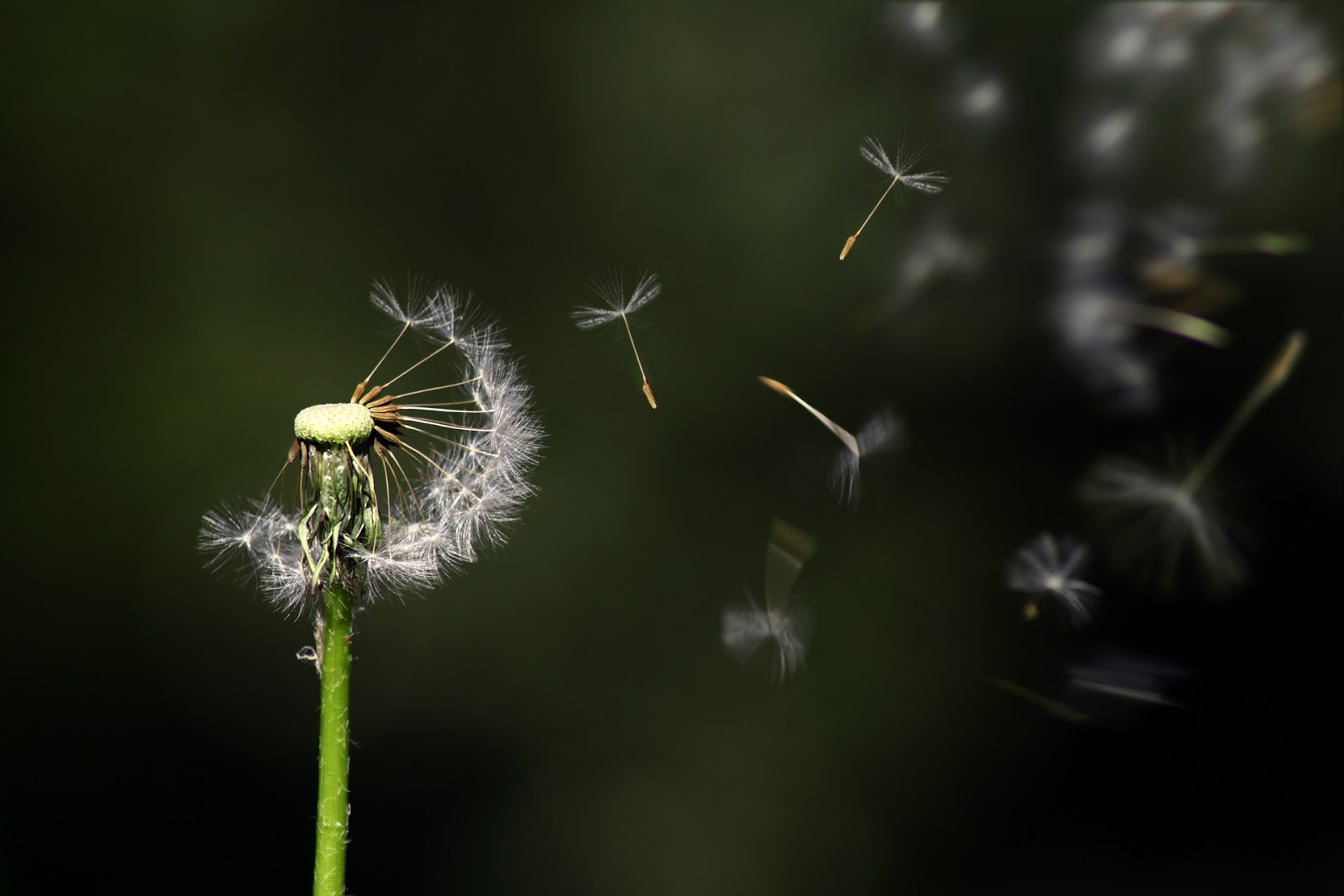 fragile