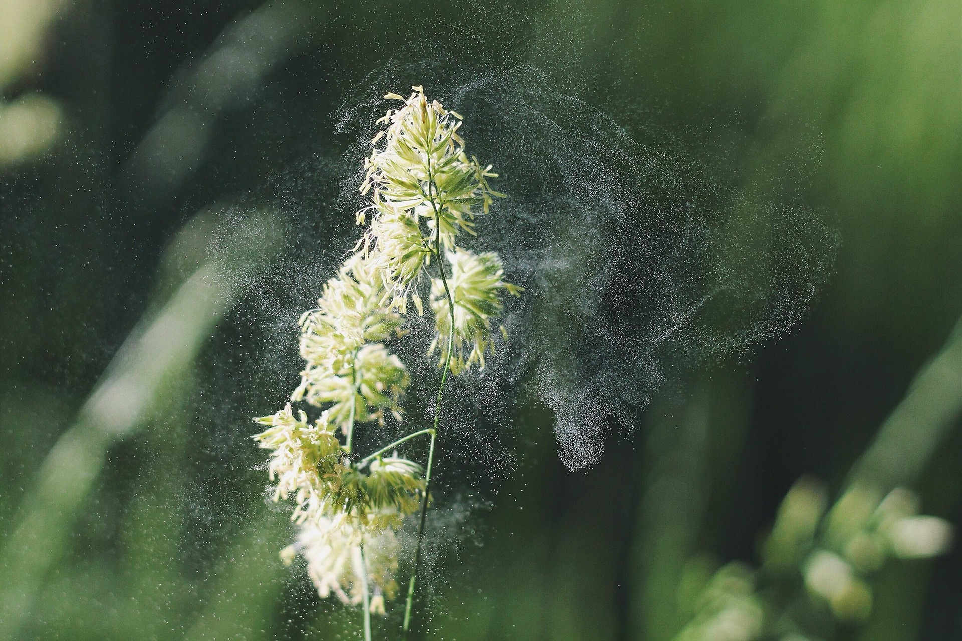 Fotografia: Pixabay