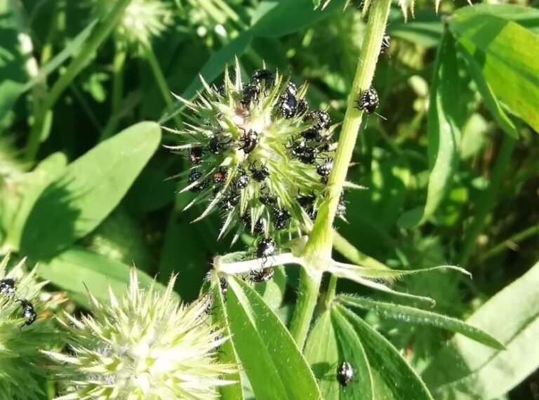 cimice asiatica