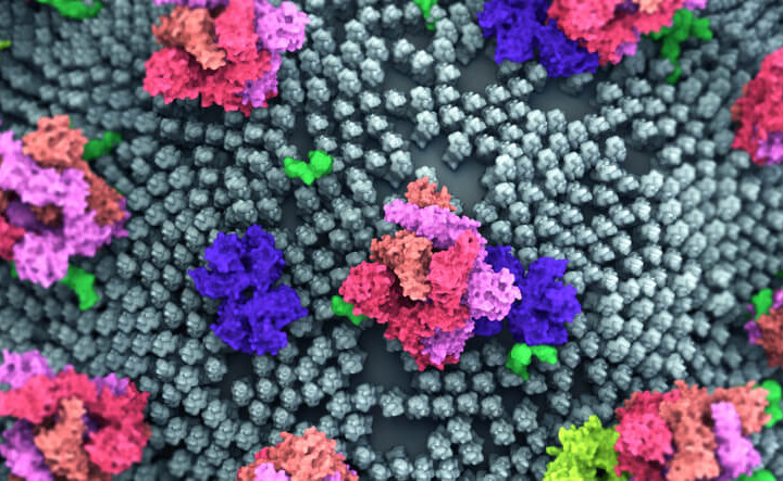 coronavirus ancora