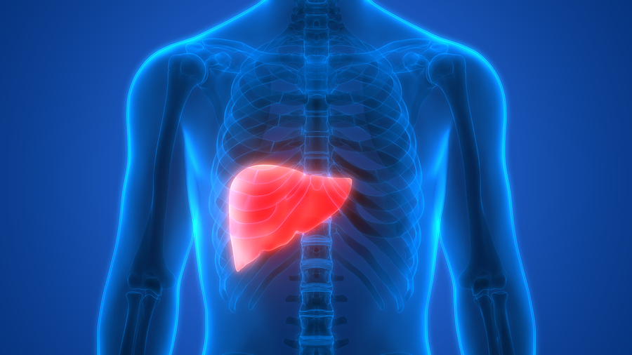 3D illustration of Human Body Organs Anatomy (Liver)
