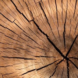 legno tronco