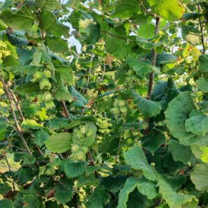 noccioli zinagels eraclea due