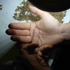 ca' fosca dente micromammifero