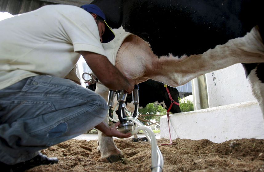 cow milking