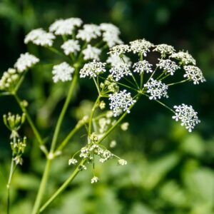 cicuta_avvelenamento_e_rimedi