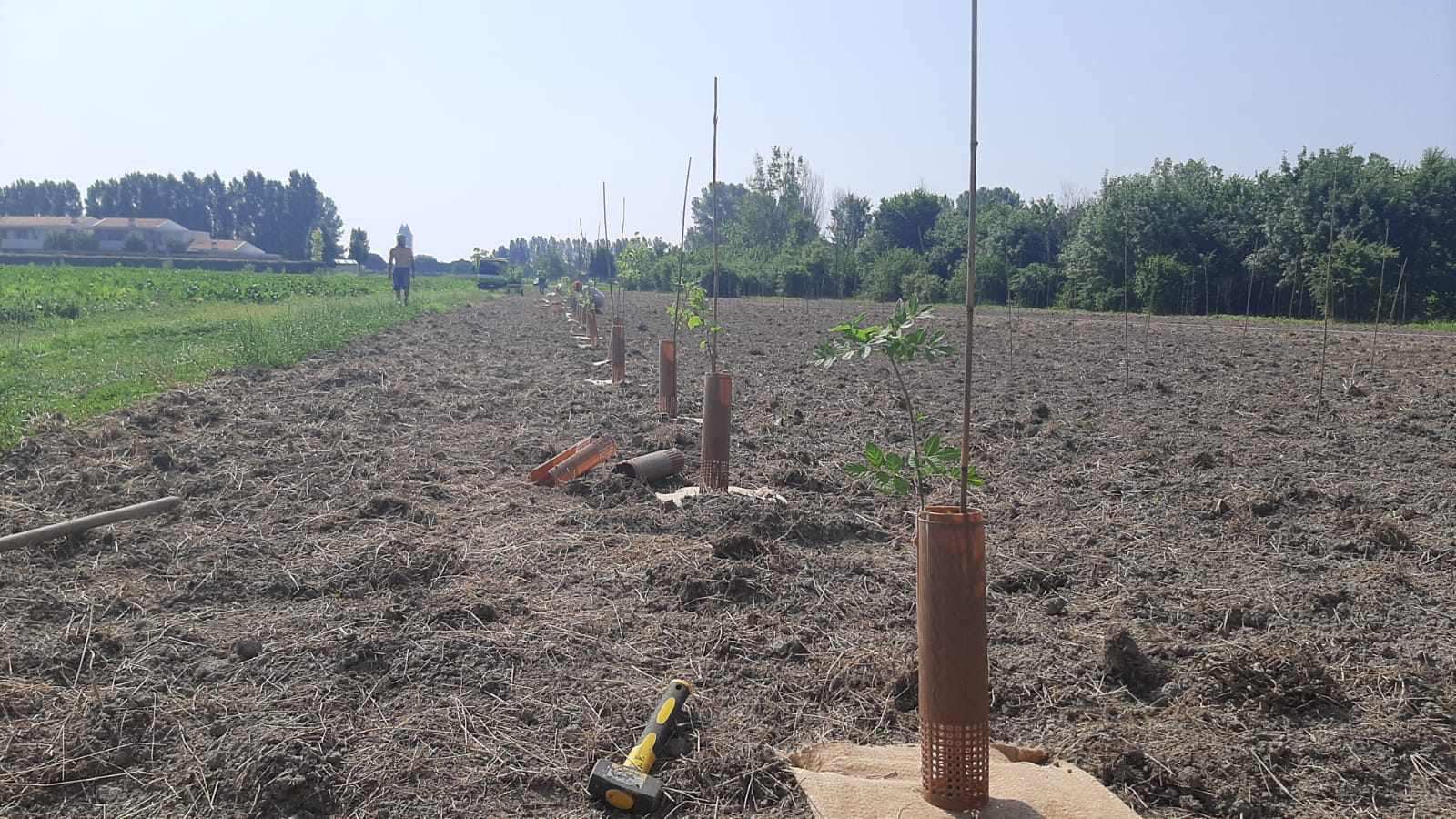 Jesolo nuovi alberi