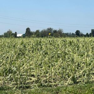 coldiretti campo di girasoli