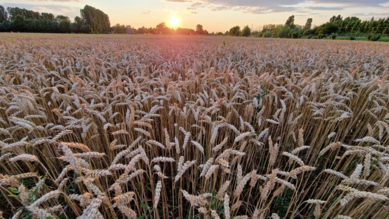 grano, frumento